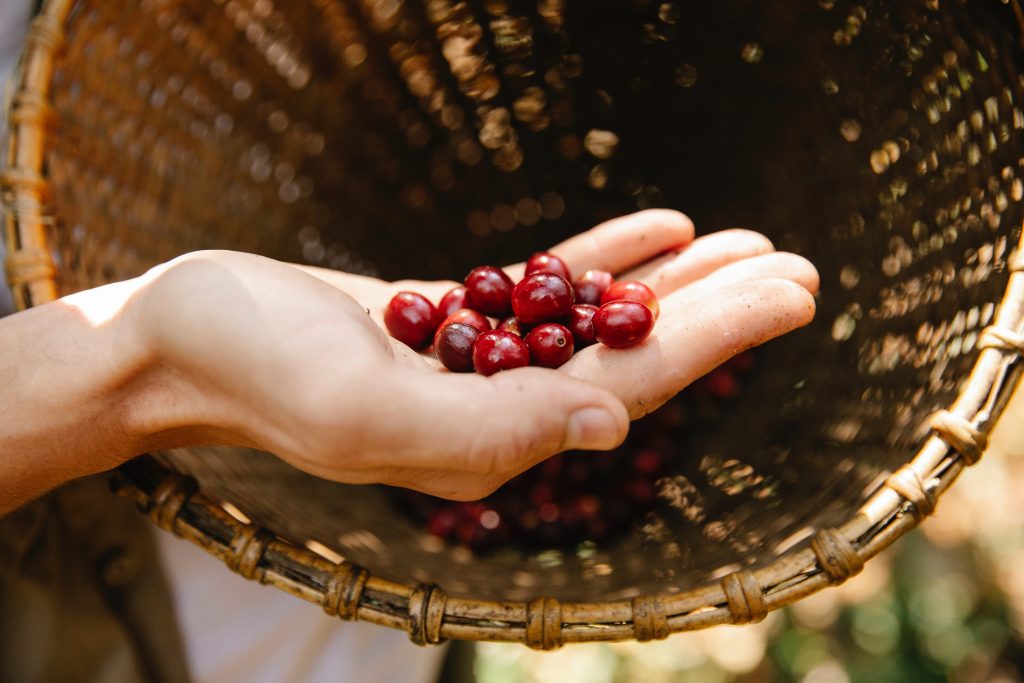 Coffee_cherries_in_cupped_hands