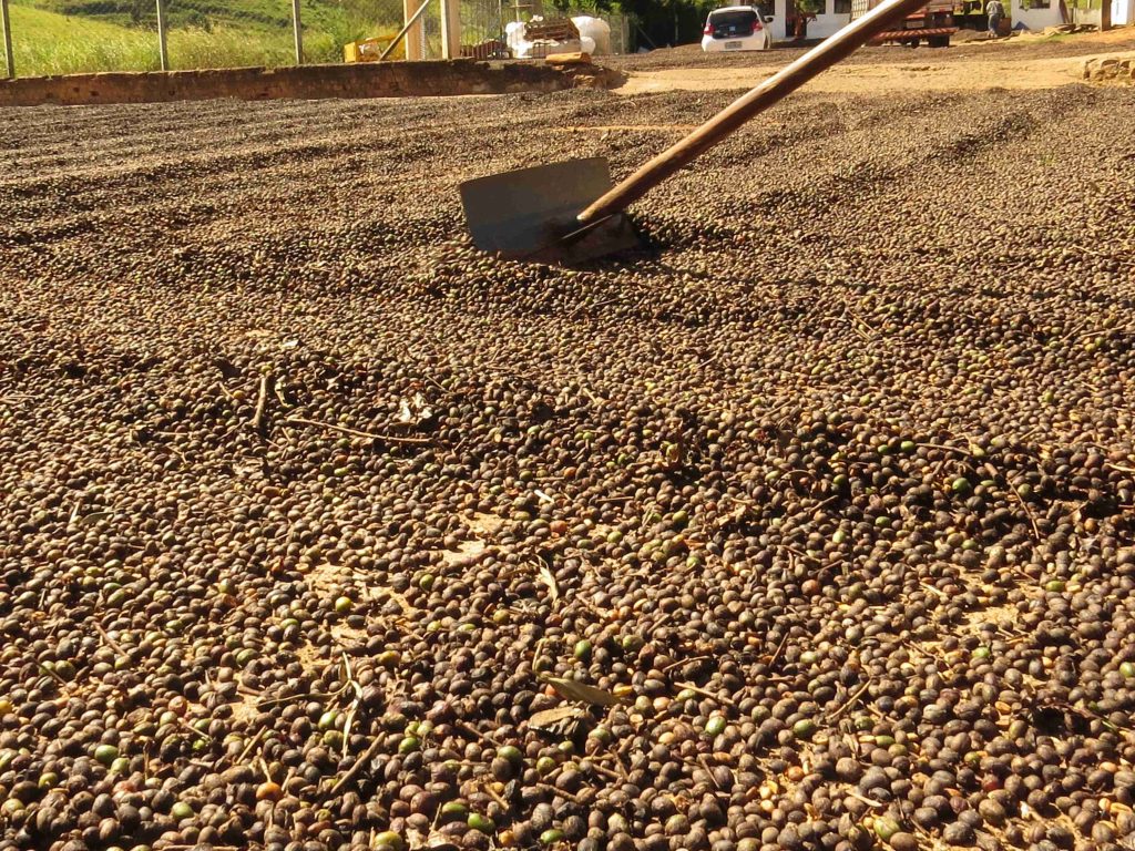 Natural Drying Coffee Beans