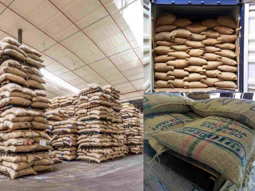 Green Coffee Packed For Export