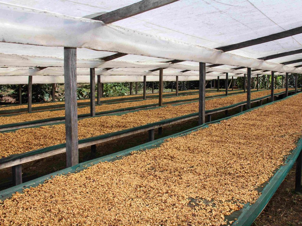 Semi-washed Coffee Beans Drying