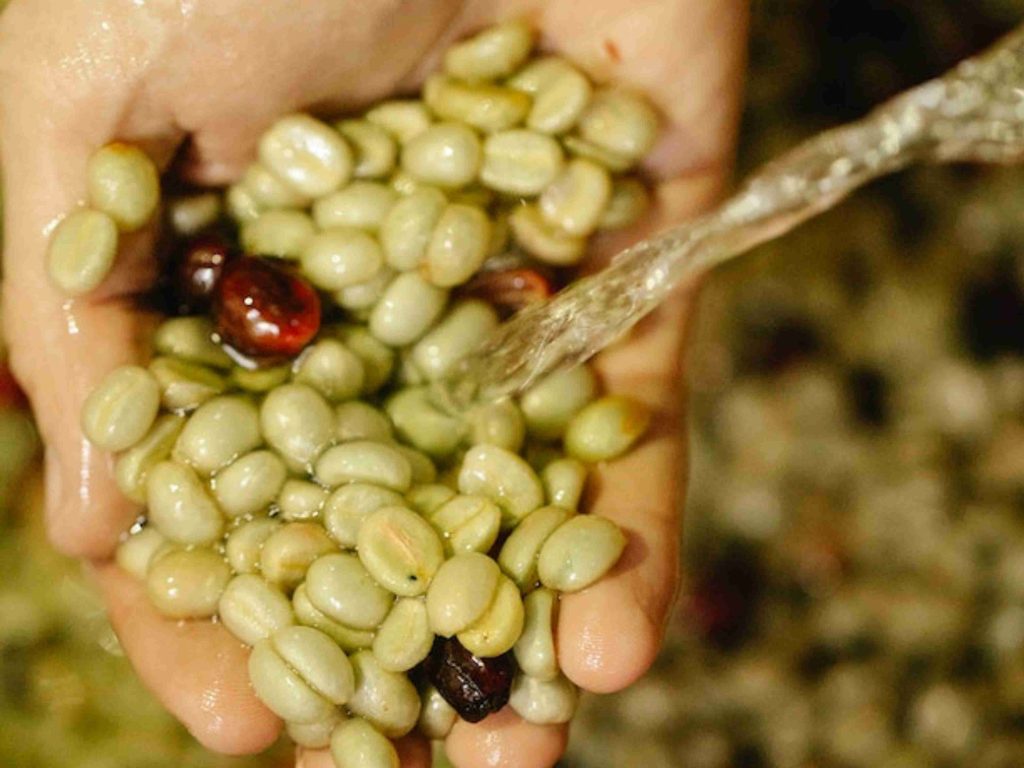 Washing Coffee Beans